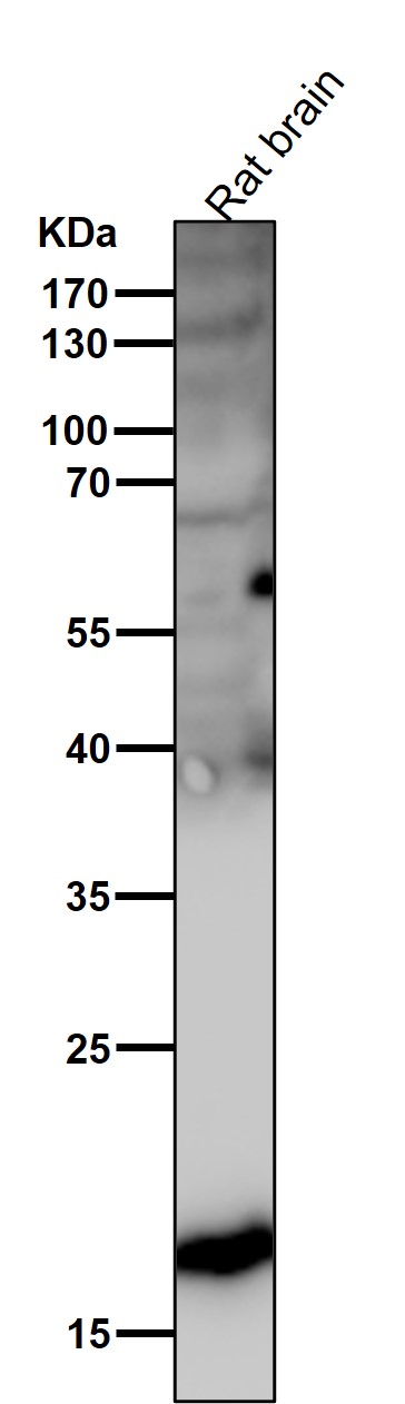 1 - Anti-HES5 Monoclonal Antibody ABO14665