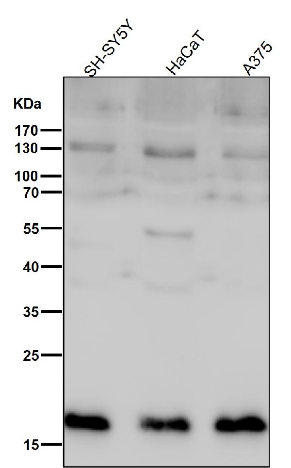 1 - Anti-HES5 Monoclonal Antibody ABO14665