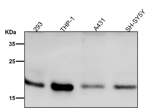 1 - Anti-HES5 Monoclonal Antibody ABO14665
