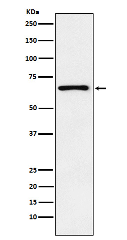 1 - Anti-Parathyroid Hormone Receptor 1 Monoclonal Antibody ABO14666
