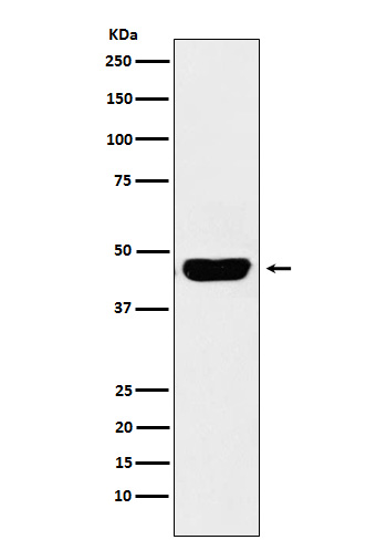 1 - Anti-CD134 Monoclonal Antibody ABO14667
