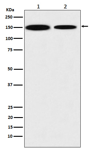1 - Anti-KDM4A Monoclonal Antibody ABO14668