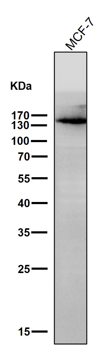 1 - Anti-KDM4A Monoclonal Antibody ABO14668