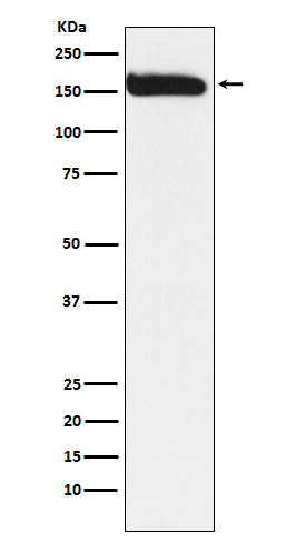 1 - Anti-KAT13A / SRC1 Monoclonal Antibody ABO14670