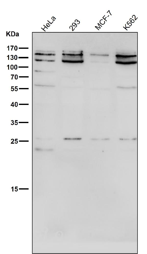 1 - Anti-KAT13A / SRC1 Monoclonal Antibody ABO14670