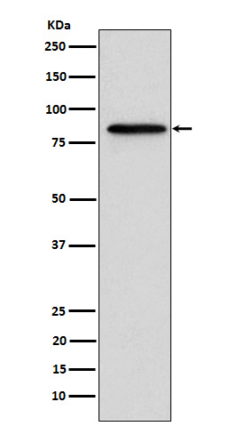 1 - Anti-Gelsolin GSN Rabbit Monoclonal Antibody ABO14671