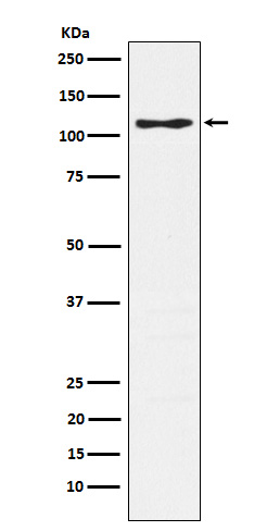 1 - Anti-CD162 Monoclonal Antibody ABO14672