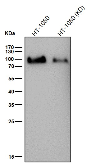 1 - Anti-PCAF Monoclonal Antibody ABO14675