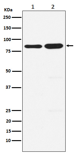 1 - Anti-PCAF Monoclonal Antibody ABO14675
