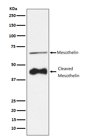 1 - Anti-Mesothelin Monoclonal Antibody ABO14676
