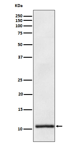 1 - Anti-Apolipoprotein A II APOA2 Monoclonal Antibody ABO14677