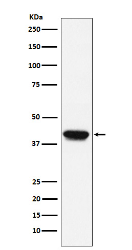 1 - Anti-Biglycan Monoclonal Antibody ABO14678