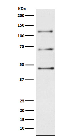 1 - Anti-Complement C3 Monoclonal Antibody ABO14679