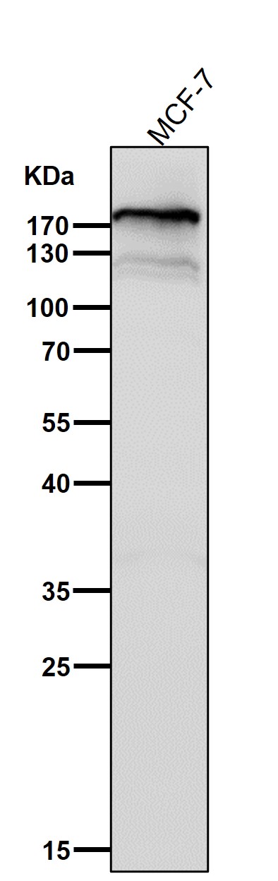1 - Anti-Complement C3 Monoclonal Antibody ABO14679