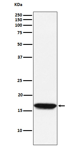 1 - Anti-NM23A Monoclonal Antibody ABO14680