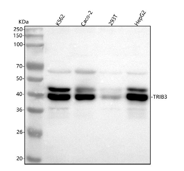 1 - Anti-TRIB3 Monoclonal Antibody ABO14681