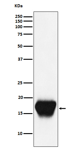 1 - Anti-CD52 Monoclonal Antibody ABO14682