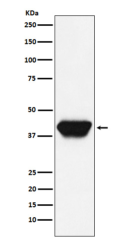 1 - Anti-SPI1 Rabbit Monoclonal Antibody ABO14683