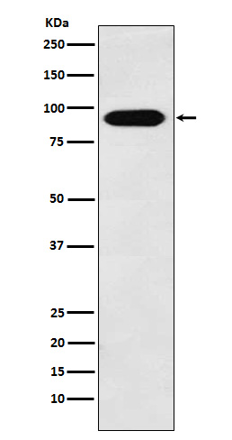 1 - Anti-Cullin4A Monoclonal Antibody ABO14684