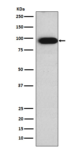 1 - Anti-Villin VIL1 Monoclonal Antibody ABO14687