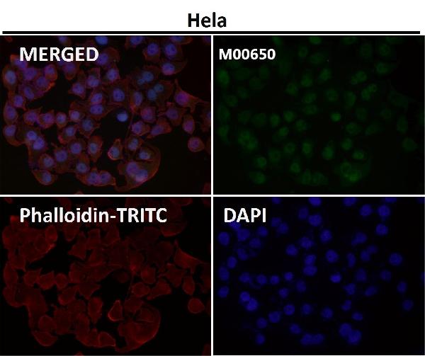 1 - Anti-TRF2 Monoclonal Antibody ABO14688