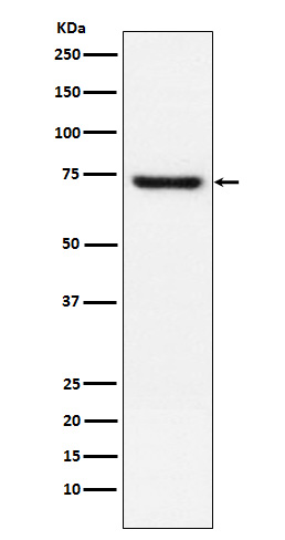 1 - Anti-TRF2 Monoclonal Antibody ABO14688
