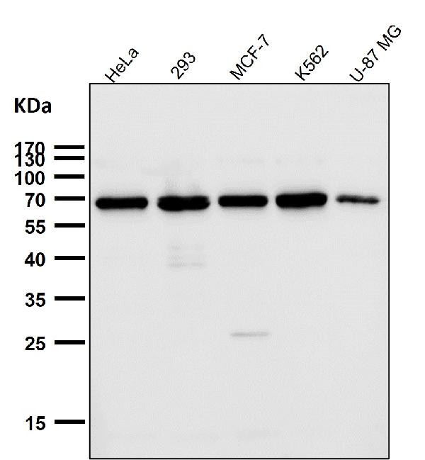 1 - Anti-TRF2 Monoclonal Antibody ABO14688