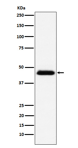 1 - Anti-CD48 Monoclonal Antibody ABO14690