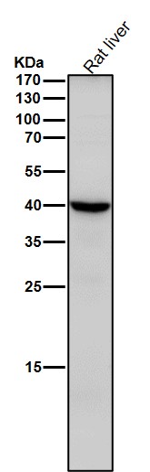 1 - Anti-Sprouty 2 SPRY2 Monoclonal Antibody ABO14694