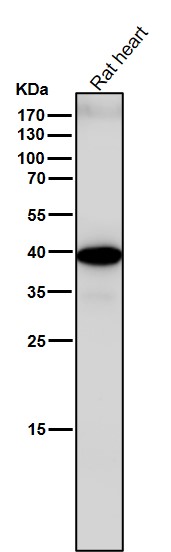 1 - Anti-Sprouty 2 SPRY2 Monoclonal Antibody ABO14694