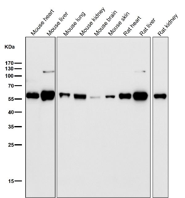 1 - Anti-ALDH2 Monoclonal Antibody ABO14695