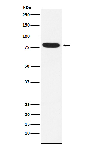 1 - Anti-IKBKE Monoclonal Antibody ABO14696