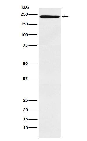 1 - Anti-LY75 Monoclonal Antibody ABO14698