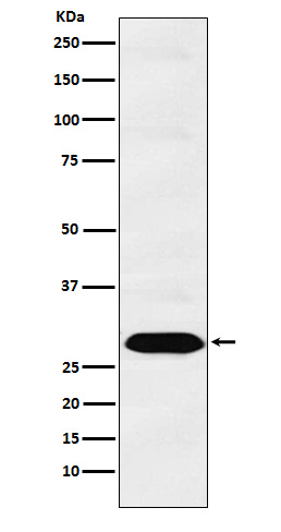 1 - Anti-PSMA1 Monoclonal Antibody ABO14701