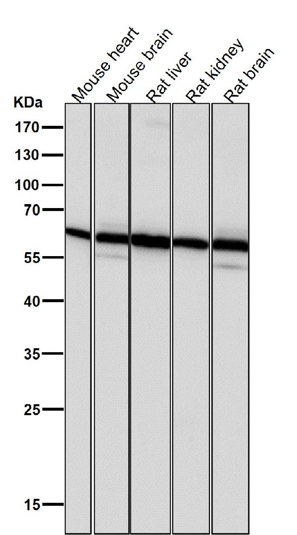 1 - Anti-PMP70 ABCD3 Monoclonal Antibody ABO14702