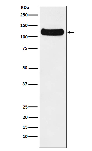 1 - Anti-DDB1 Monoclonal Antibody ABO14704