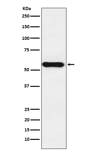 1 - Anti-Cytochrome P450 1A2 CYP1A2 Monoclonal Antibody ABO14705