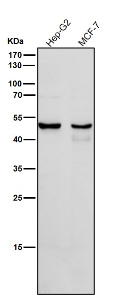 1 - Anti-Cytochrome P450 1A2 CYP1A2 Monoclonal Antibody ABO14705
