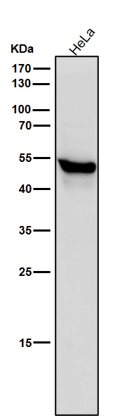 1 - Anti-Cytochrome P450 1A2 CYP1A2 Monoclonal Antibody ABO14705