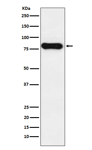 1 - Anti-IGHD Monoclonal Antibody ABO14706