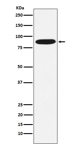 1 - Anti-MST1 Rabbit Monoclonal Antibody ABO14707