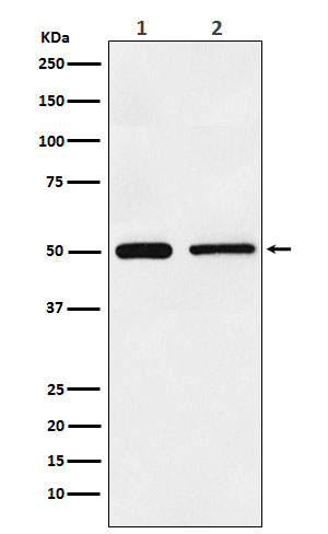 1 - Anti-TIM1 HAVCR1 Monoclonal Antibody ABO14709