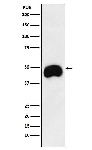 1 - Anti-CD2 Monoclonal Antibody ABO14710
