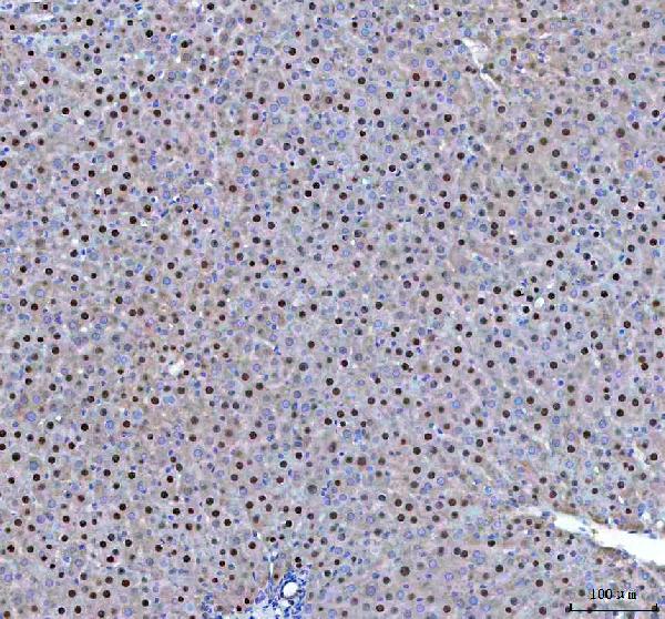2 - Anti-FKBP51 Monoclonal Antibody ABO14711