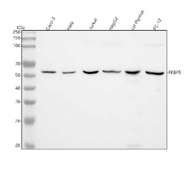 1 - Anti-FKBP51 Monoclonal Antibody ABO14711