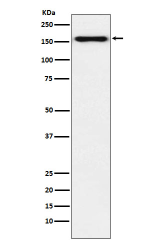 1 - Anti-Desmoglein 2 Monoclonal Antibody ABO14712