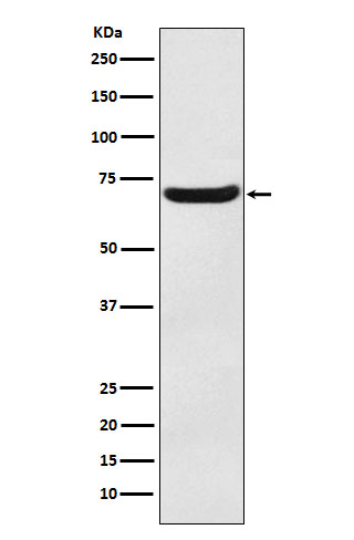 1 - Anti-EAAT3 Monoclonal Antibody ABO14713