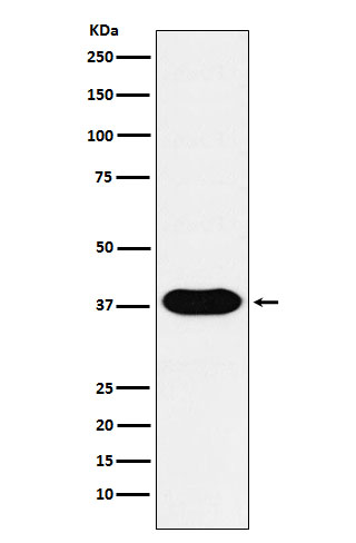1 - Anti-CD79B Monoclonal Antibody ABO14715