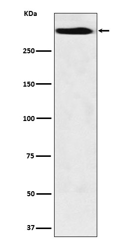 1 - Anti-MUC5B Monoclonal Antibody ABO14716