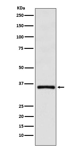 1 - Anti-DMRT1 Monoclonal Antibody ABO14717
